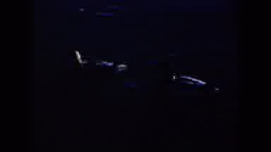 Oregon (1957): White Swans Swimming In Water