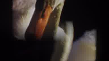 Oregon (1957): Swan Swimming In Lagoon