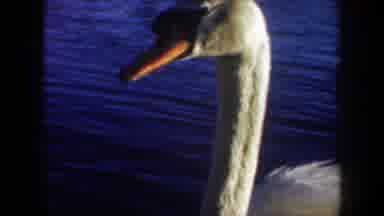 Oregon (1957): A White Duck With Long Neck Floats On Water