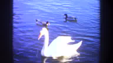 Oregon (1957): The Sole Swan Among The Swimming Ducks