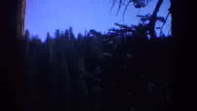 Oregon (1957): Beautiful Pine Trees At The Park