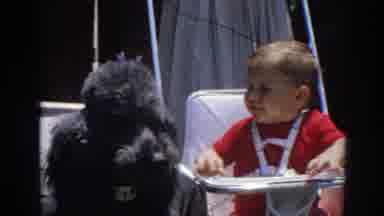 North Hollywood California (1964): Toddler And His Family Pet