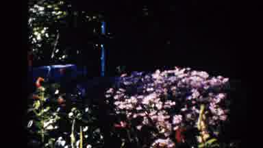 South Dakota (1953): Different Colored Bushes With The Sun Just Coming Over The