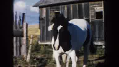South Dakota-1953: Woman in White Shirt Reaches for Black and White Horse