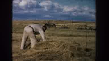 South Dakota (1953): Man On A Farm Baling Hay And Brushing A Horse