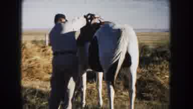 South Dakota (1953): Man Wearing Black Hat Puts Saddle On Black And White Horse