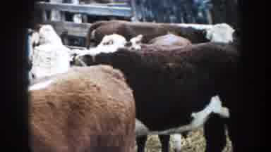South Dakota (1953): Close Up Of Three Brown And White Bovines Curious About