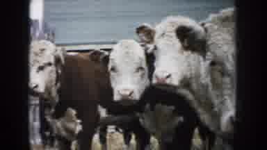 South Dakota (1953): A Large Group Of Cows Looks At The Camera As It Pans To The
