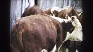 South Dakota (1953): Healthy Cattles And More Cattles