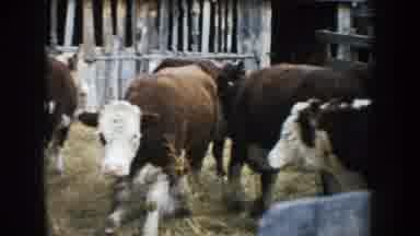 South Dakota (1953): Brown And White Bovines In Corral Man In Corral In Distance