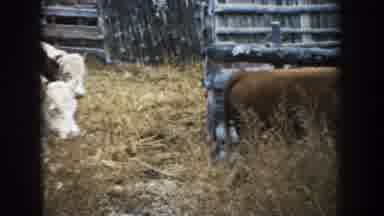 South Dakota (1953): Herd Of Brown And White Bovines Walking From Left To Right In