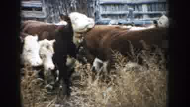 South Dakota (1953): A Group Of Cows Walking And Running In A Field Together