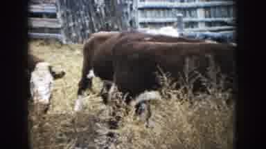South Dakota (1953): Brown And White Bovines In Corral A Couple Are Curious About