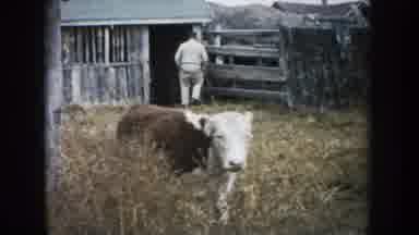 South Dakota (1953): A Farm Animal Is Being Released By The Farmer To Graze By