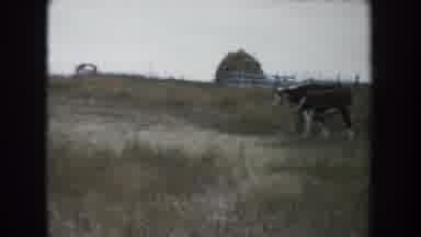 South Dakota (1953): Panning Across A Yellow Grassy Field With Several Cows