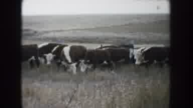 South Dakota (1953): Herd Of Cows Grazing Along The Path Traced In The High Grass