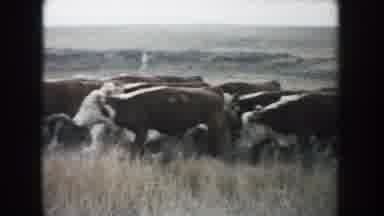 South Dakota (1953): Herd Of Brown And White Bovines Moving In Same Direction