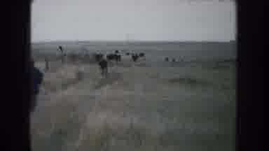 South Dakota (1953): Gathering Cattle Roaming Free On The Open Range On The Ranch