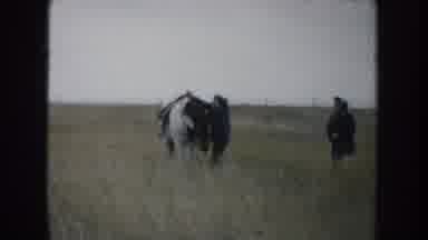 South Dakota (1953): Person Climbs Onto Horse Scenes Of Bovines In Pasture Land