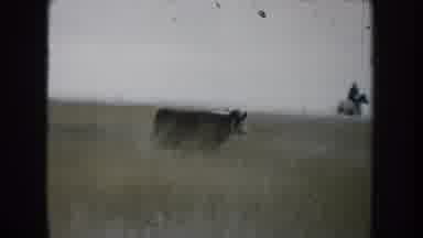 South Dakota (1953): Man On Horse Herding Group Of Cows At Beautiful Landscape