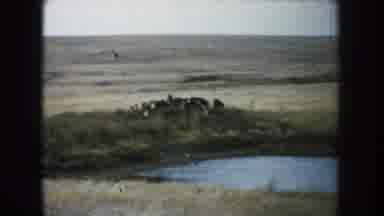 South Dakota (1953): Animals Circulate In A Beautiful Place With Pasture And Drink