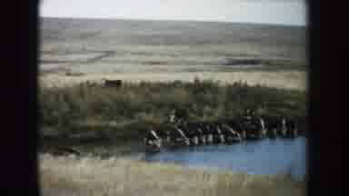 South Dakota (1953): A Landscape With A Group Of Cows Grazing And A Single Horse