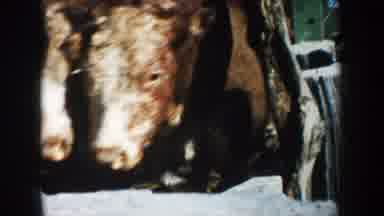 South Dakota (1953): One Happy Day At The Farm Full Of Cattles