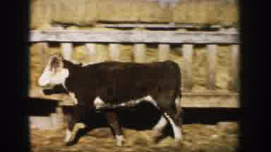 South Dakota (1953): View Of Black And White Steer Walking To Trough On A Sunny