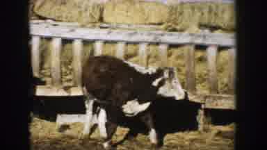 South Dakota (1953): Video Of A Cow In Its Enclosure Surrounded By Bales Of Hay