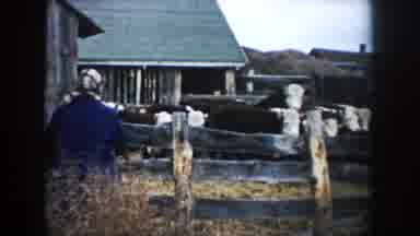 South Dakota (1953): Man Watches His Animals Fight Themselves In Their Farm