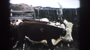 South Dakota (1953): Man Wearing Blue Shirt Walks Behind Small Herd Of Hereford