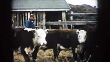 South Dakota (1953): Herd Of Brown And White Bovines Person Walks In Corral With