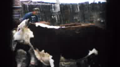 South Dakota (1953): The Cattle Raising Business In South Dakota