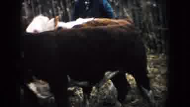 South Dakota (1953): The Farmer And His Cattles