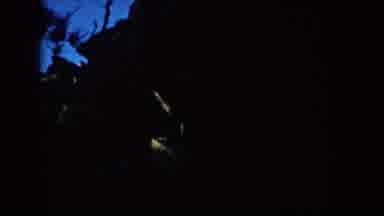 South Dakota (1953): Animal Actions Hidden By The Cover Of Night In The Jungle