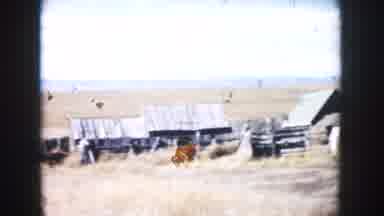 South Dakota (1953): A Group Of Cows Watch A Hare On The Farm Race For Its Life