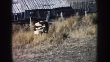 South Dakota (1953): Many Cows In The Battlefield