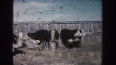 South Dakota (1953): Cattles Are Healthy For Business