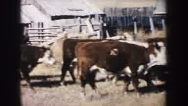 South Dakota (1953): Farm Land Open Space Cows Animals Herd Farming Barn Walking