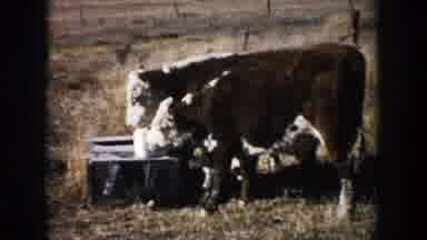 South Dakota (1953): Brown And White Bovines Drinking From Water Trough In Pasture