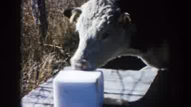South Dakota (1953): A Group Of Animals Feed On Objects In The Farm