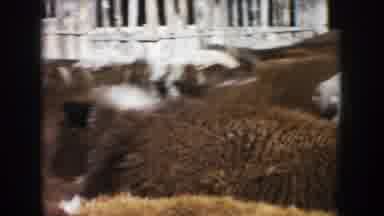 South Dakota (1953): Farm Animals Struggling To Find Space For Themselves In A