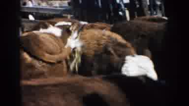 South Dakota (1953): Herd Of Brown And White Bovines In Corral Two People Standing