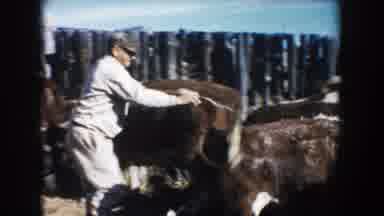 South Dakota (1953): Man With Garden Hose Walks Around Corral Spraying Water On