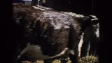 South Dakota (1953): Man Using Garden Hose To Spray Water On Bovines Walking Away