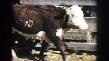 South Dakota (1953): View Of Brown And White Cattle Walking In Line On A Sunny Day