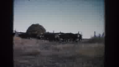 South Dakota (1953): A Herd Of Cattle being Directed Back To The Farm By The