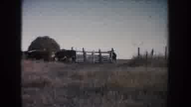 South Dakota (1953): Small Herd Of Hereford Cattle Walking Through Tan Field On A