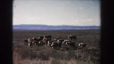South Dakota (1953): Small Herd Of Cows Walking In Grassland With Hills In The