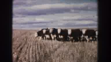 South Dakota (1953): Herd Of Brown And White Bovines In Tall Grass With Blue Sky